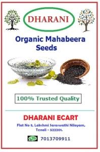 dharani ORGANIC MAHABEERA SEEDS - MAHA BEERA GINJALU - for Joint & Knee ...