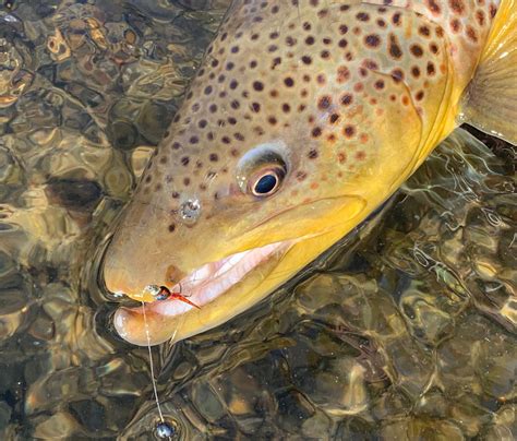 Fly Tying Bead Size to Hook Size Guide – Feather Craft Fly Fishing