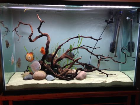 Rezultat imagine pentru Discus Tank Setup