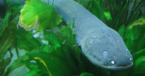 Electric eels inspired the first battery 222 years ago and are still ...
