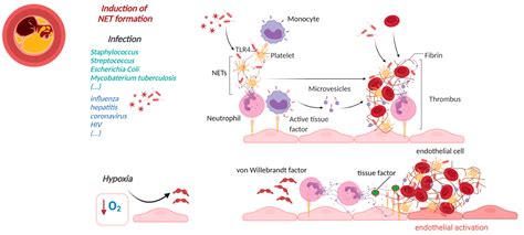 Neutrophil Extracellular Traps Affecting Cardiovascular Health in ...