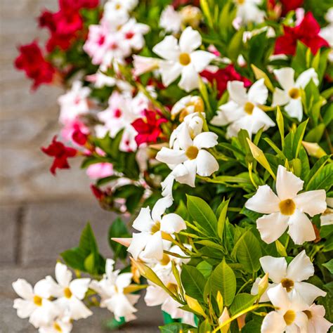 Growing Dipladenia: Unlocking the Beauty of Mandevilla's Distant Cousin ...