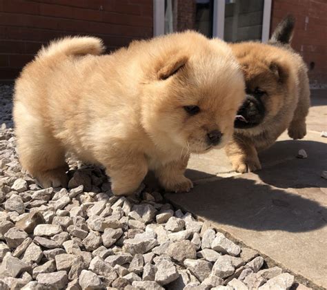 Chow Chow Puppies For Sale | Downtown, CO #278060