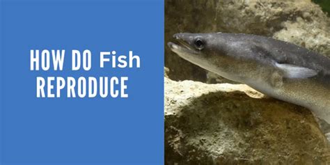 Image result for Fish Reproducing
