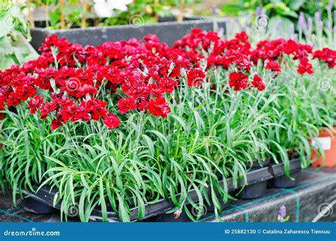Dianthus Chinensis Red (carnations Flowers) Stock Photo - Image of ...