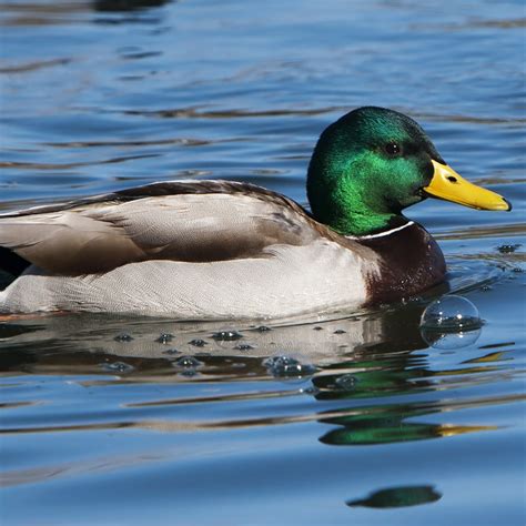Mallard Duck And Ducklings