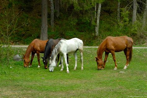 Horses in Pasture