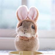 Image result for Cute Easter Bunny Ears Headband