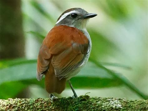 Black-bellied Gnateater - eBird