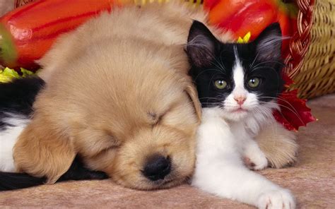 dog and cat Full HD Fond d'écran and Arrière-Plan | 1920x1200 | ID:505033