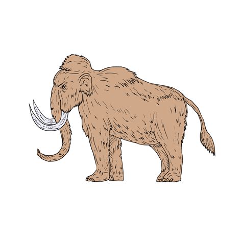 Woolly Mammoth Side Drawing 10925287 Vector Art at Vecteezy