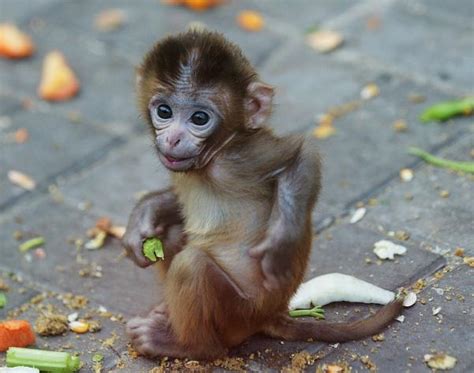什麼年份出生的屬猴人，命最好？ - 每日頭條