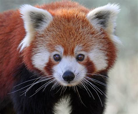 Download Animal Red Panda HD Wallpaper
