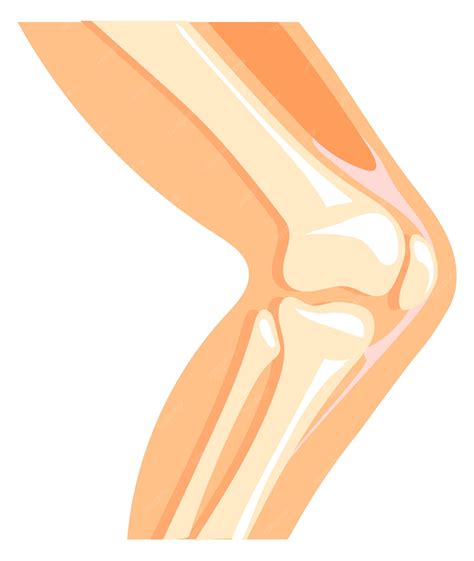 Icono de rodilla humana estructura de hueso de pierna de anatomía de ...