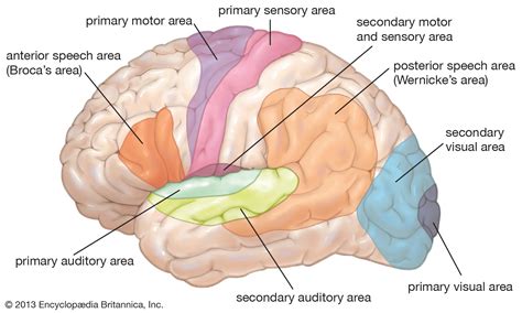 Image result for Brain Exploding Vector