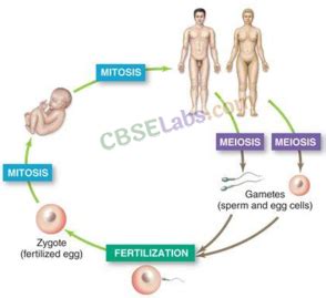 Image result for How Humans Reproduce