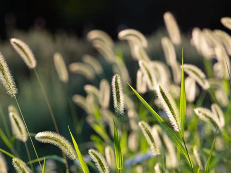 Killing Foxtail Weeds: Information And Tips For Foxtail Grass Control