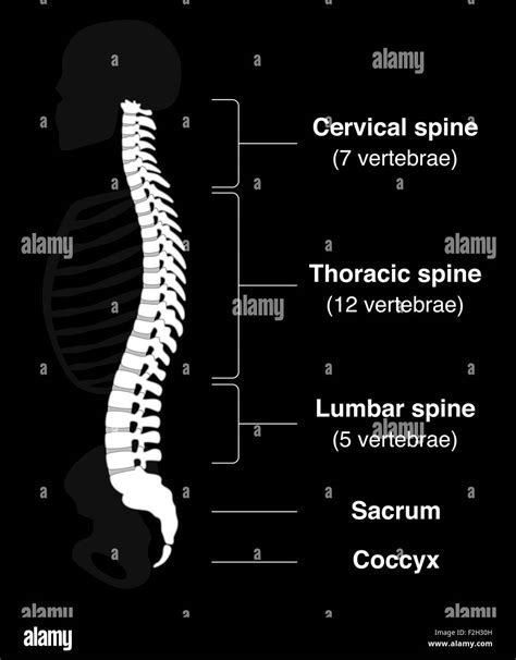 Human backbone with names of the spine sections and numbers of the vertebras Stock Photo - Alamy