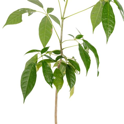 Tabebuia rosea - Avenue Trees– Exotic Flora