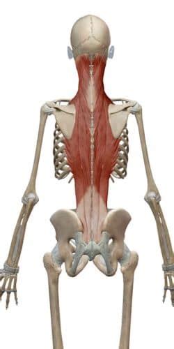 Back Extensor Muscles 的图像结果