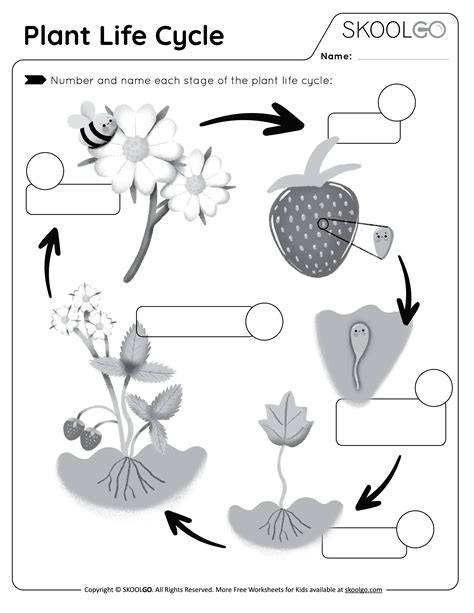 Life Cycle Of A Plant Worksheet