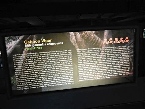 Two Bears Farm and the Three Cubs: Cape Fear Serpentarium