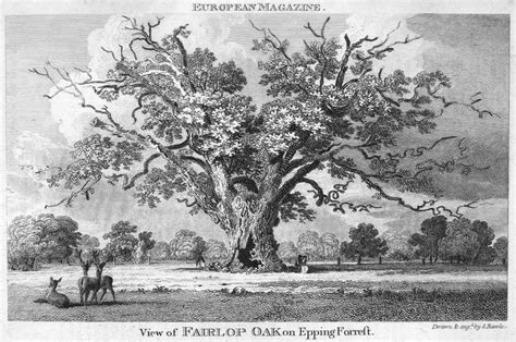 The Fairlop Oak Nthe Fairlop Oak in Epping Forest England Etching and ...