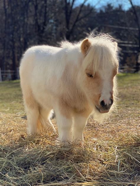 Mini Horse Supplies at Philip Ayala blog