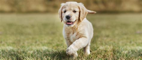 How to buy a puppy - ROYAL CANIN ® - Royal Canin