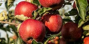 Chitra Nursery GRAFTED APPLE PLANT, Live Apple plant especially From ...
