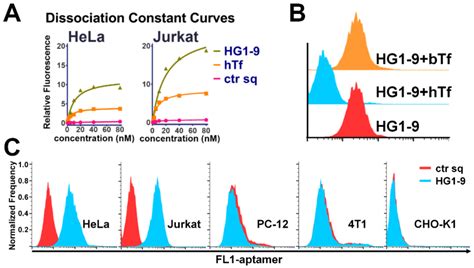 A DNA Aptameric Ligand of Human Transferrin Receptor Generated by Cell ...