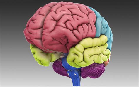 Brain 3d Model Printable