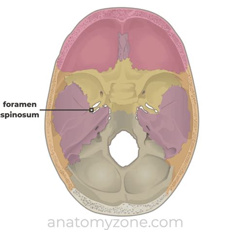 Foramen Ovale Skull Base