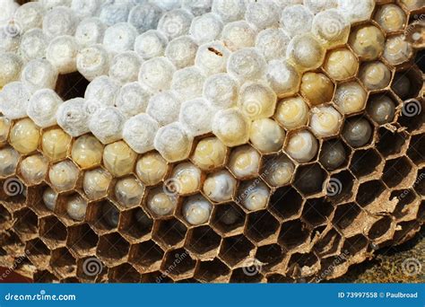 Inside a Wasp Nest Showing Hexagonal Structure and Eggs. Stock Photo ...