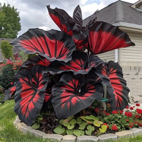 Top 10 Most Stunning Giant Caladium Varieties and How to Grow Them ...
