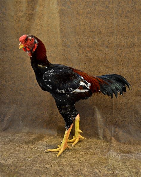 Malay Chicken - The Livestock Conservancy