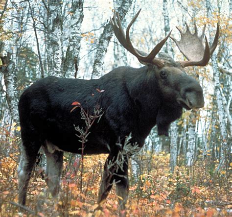 Symbolic Moose Facts and Moose Totem Tips on Whats-Your-Sign