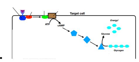 Image result for Signal Transduction Cascade Animation