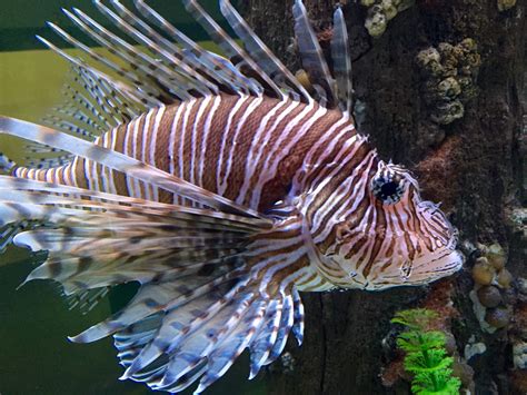 Invasive lionfish make themselves right at home on Texas coast