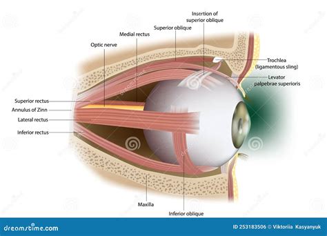 Human Eye Extraocular Muscles. Lateral Surface. Vector Illustration ...