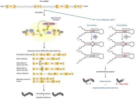Alternative Splicing, RNA Editing, and the Current Limits of Next ...