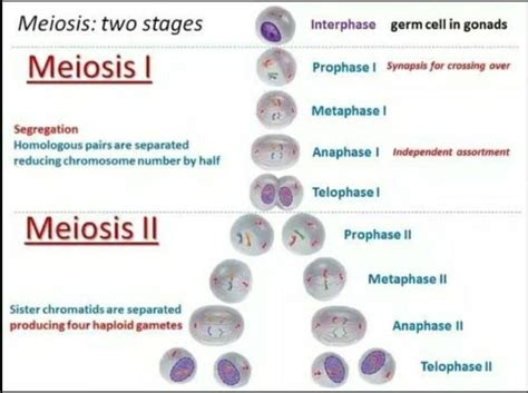 can you explain meiosis step by step by help of diagrams - Brainly.in