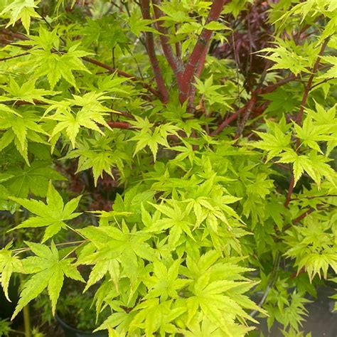 Acer palmatum 'Rhode Island Red' Dwarf Japanese Maple – Maple Ridge Nursery