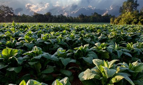 Top 20 BSC Agriculture Colleges In Andhra Pradesh