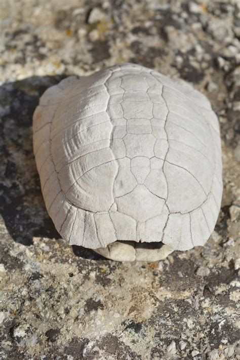 Image result for Tortoise Shell Characters