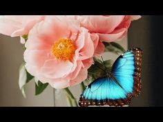 Butterfly Tutorials Angela Anderson 的图像结果
