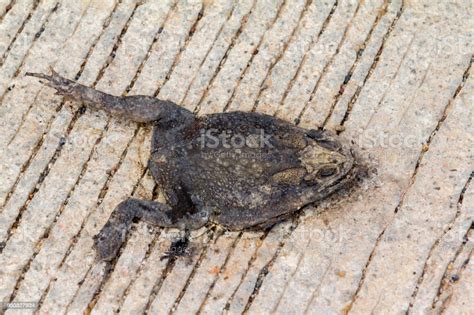 Toad Killing Toad 的图像结果