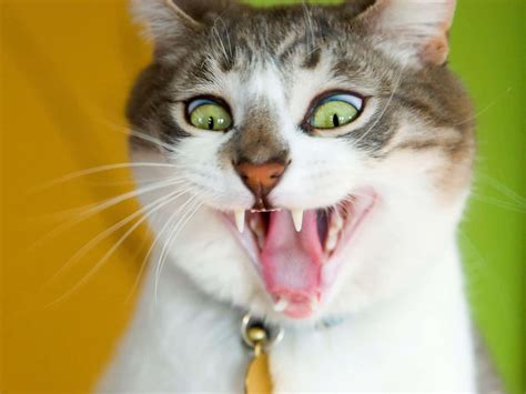 Download Wacky Cat Meme Faces Funny Picture | Wallpapers.com