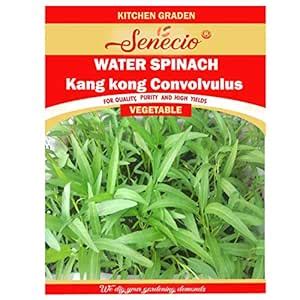 SENECIO Water Spinach Kang Kong Convolvulus Terrace Kitchen Garden ...