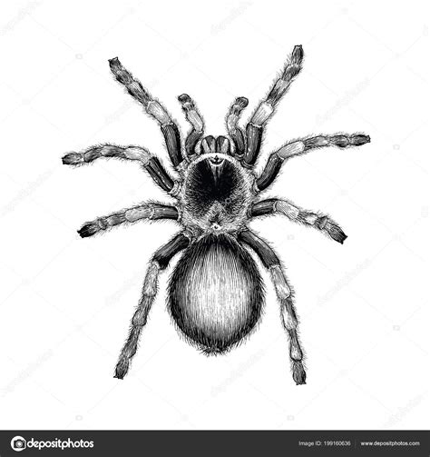 Rose Hair Tarantula Tattoo